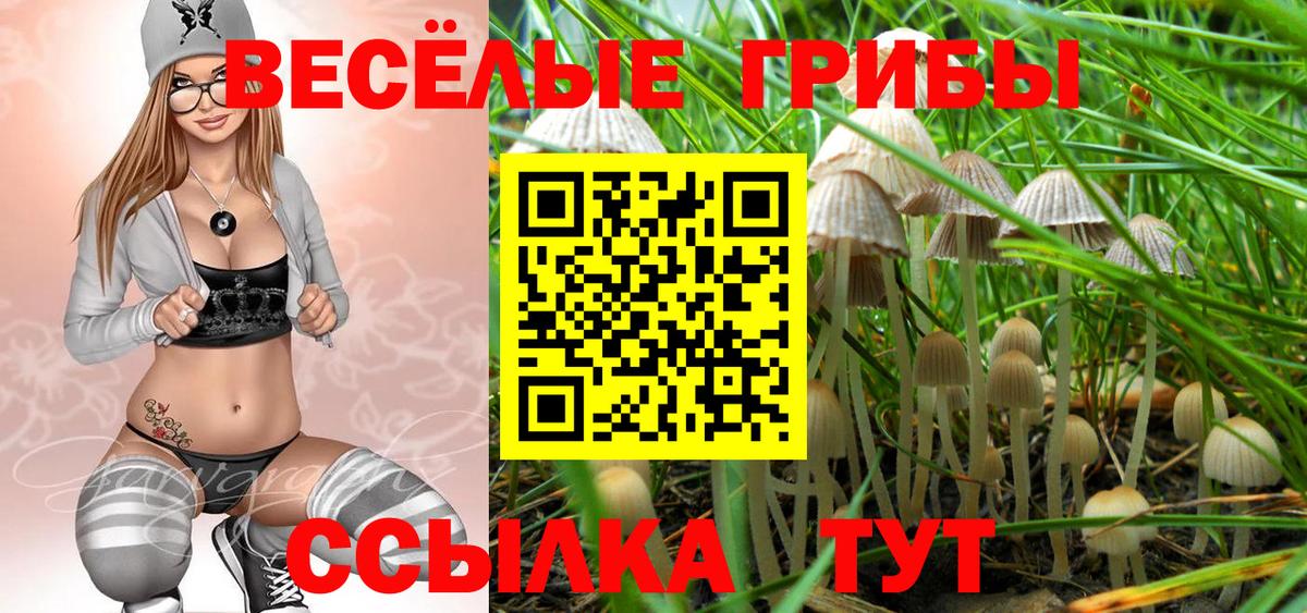 Галлюциногенные грибы Psilocybe Димитровград